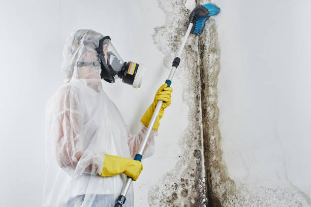Best Bathroom Mold Remediation in Hazen, ND