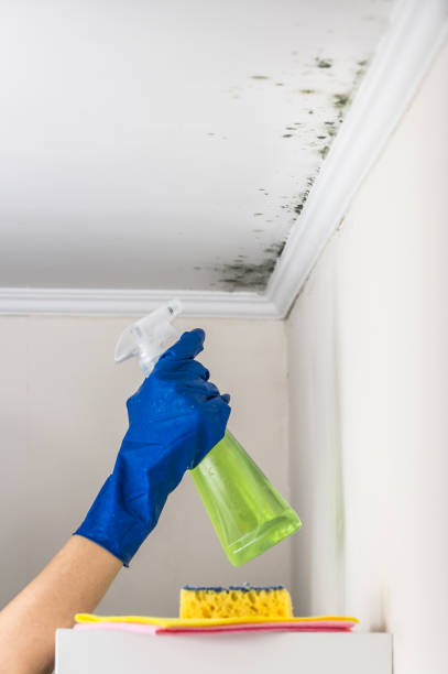 Best White Mold Remediation in Hazen, ND